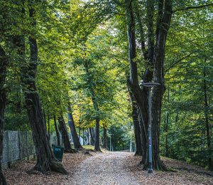 Es ist einer der Waldwege der Tour zu sehen.